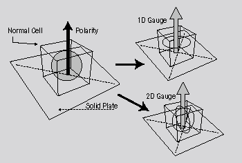 A normal cell and the internal movement