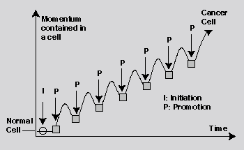 Two-stage carcinogenesis and the momentum of a cell