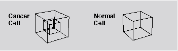 Theoretical Model of A Cancer Cell
