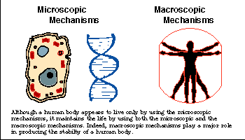 Microscopic and Macroscopic Mechanisms